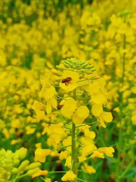 莲花岛月亮湾湖畔营地