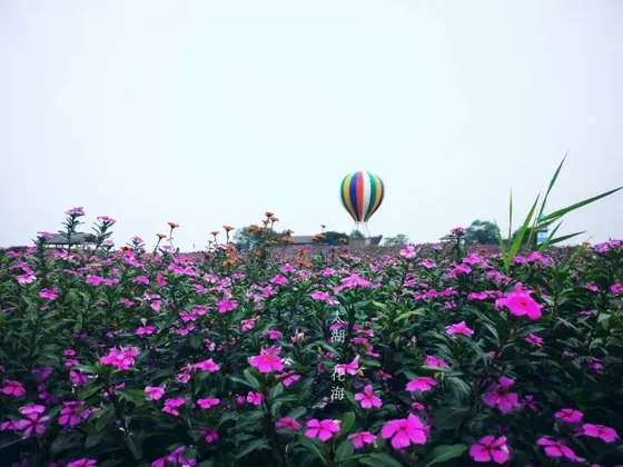 太湖花海